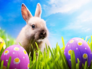 easter bunny easter eggs