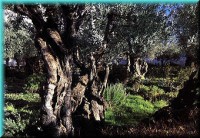 Olive Tree