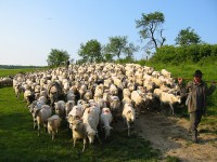 Matthew 25:31-46 – The Sheep and the Goats