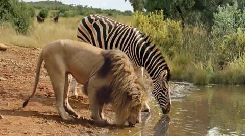 Centered Set Watering Hole