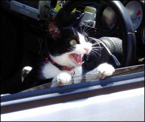 cats in a car