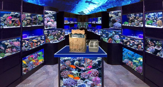 fish store