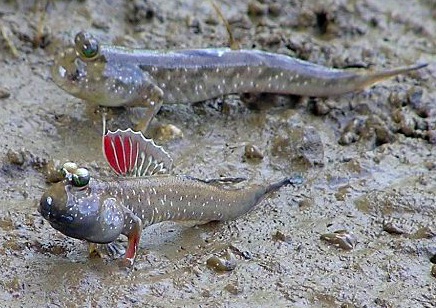 mudskipper