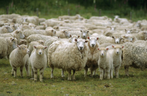 sheep into one sheepfold