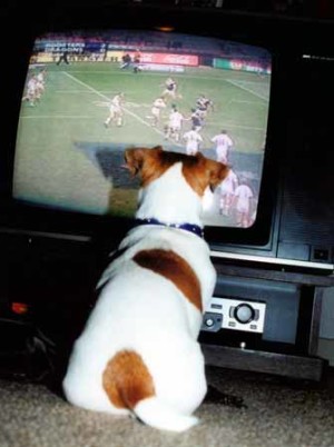 dog watching tv