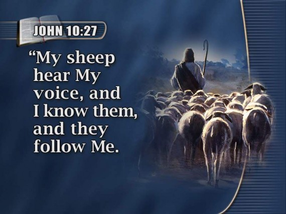 sheep hear my voice