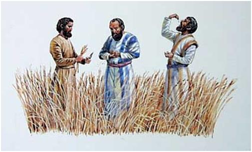 eating grain on the Sabbath Luke 6 1-5