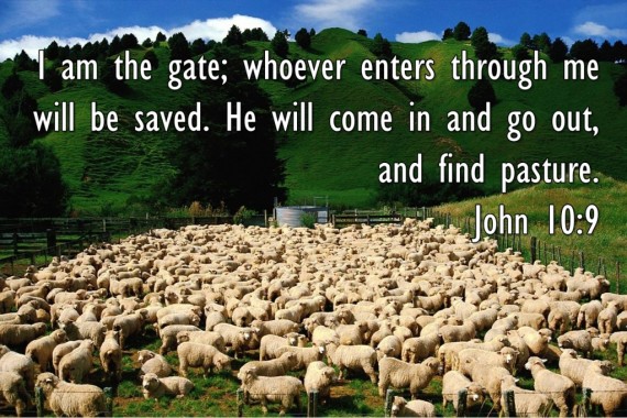 sheep john 10