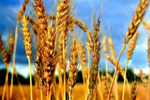 eating grain on the Sabbath