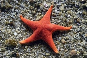 starfish