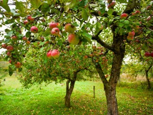 good tree good fruit Jesus