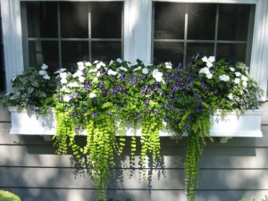 window box