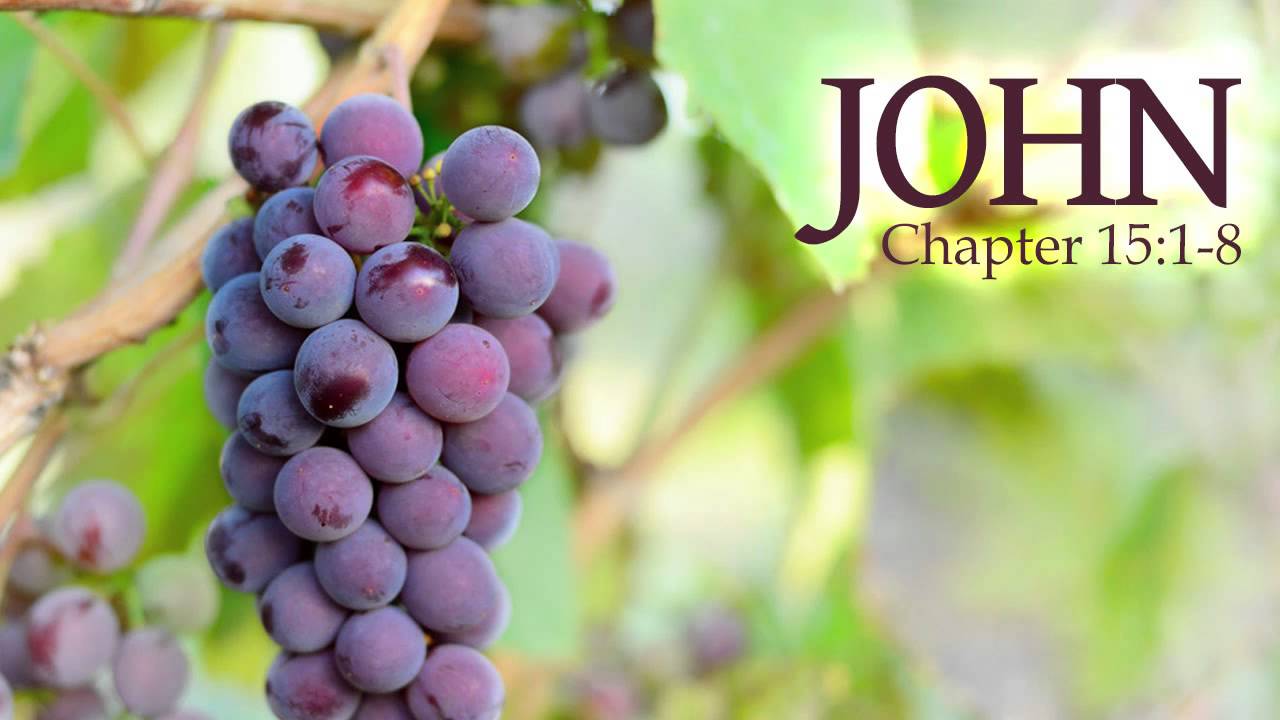 John 15:1-8 vinedresser