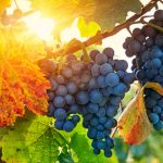 The Vine and the Branches (John 15:1-8)