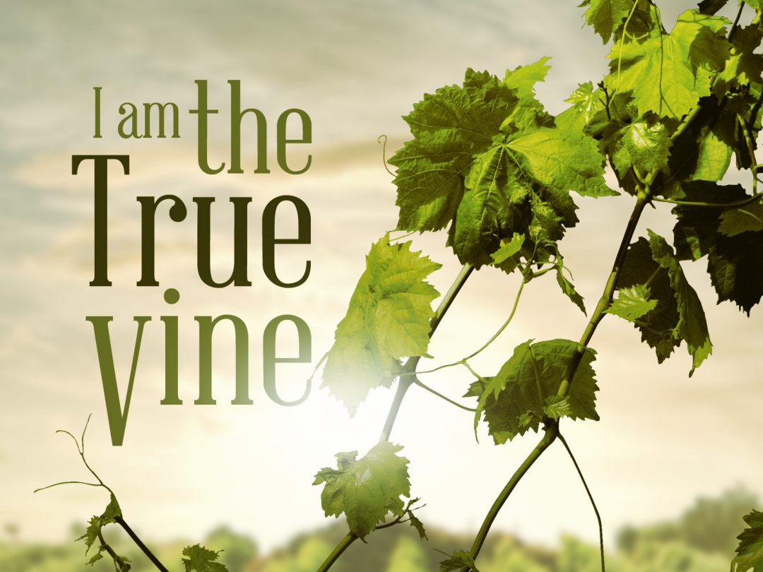John 15 true vine 
