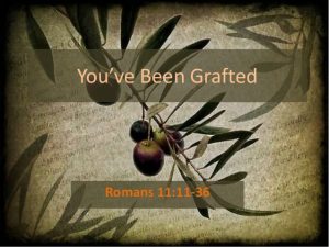 branches grafted in Romans 11 election