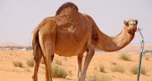 camel through eye of a needle
