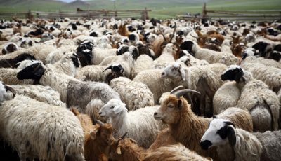 Parable Of The Sheep And Goats Archives Redeeming God