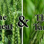 The Parable of the Wheat and the Tares (Matthew 13:24-30)