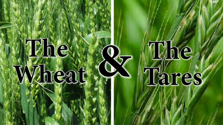 parable of the wheat and the tares Archives - Redeeming God